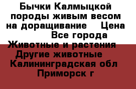 Бычки Калмыцкой породы живым весом на доращивание. › Цена ­ 135 - Все города Животные и растения » Другие животные   . Калининградская обл.,Приморск г.